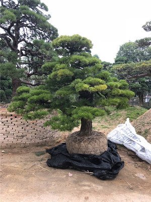 油松的盆景是如何栽培管理技術(shù)？