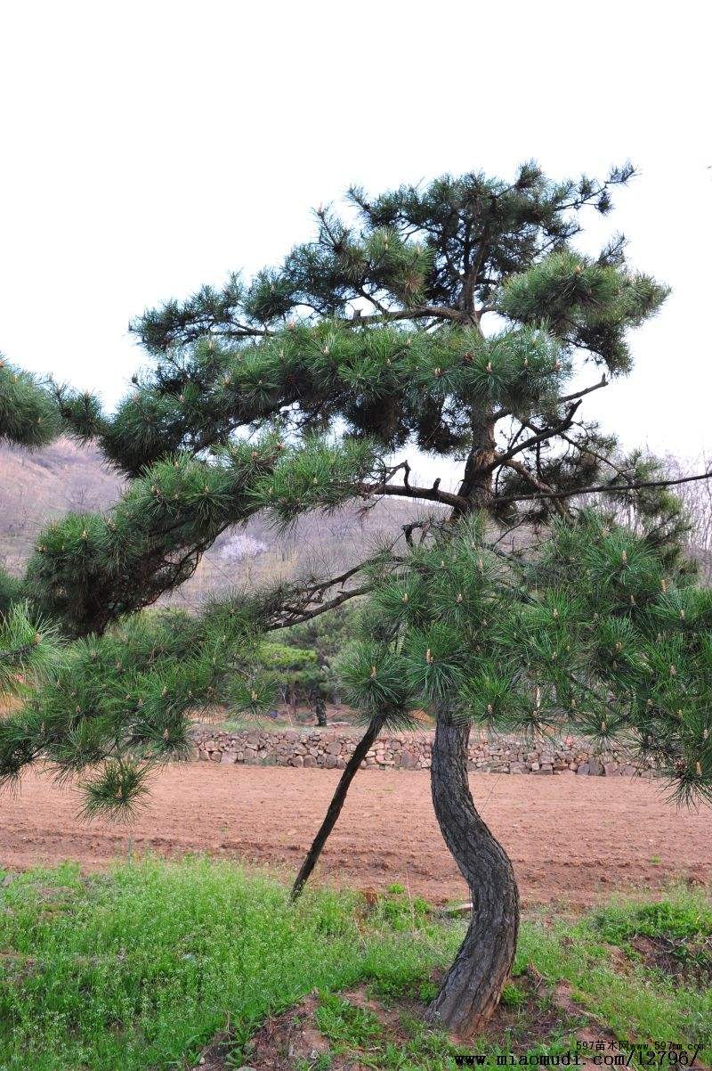 油松根雕應(yīng)當怎么進行保養(yǎng)？