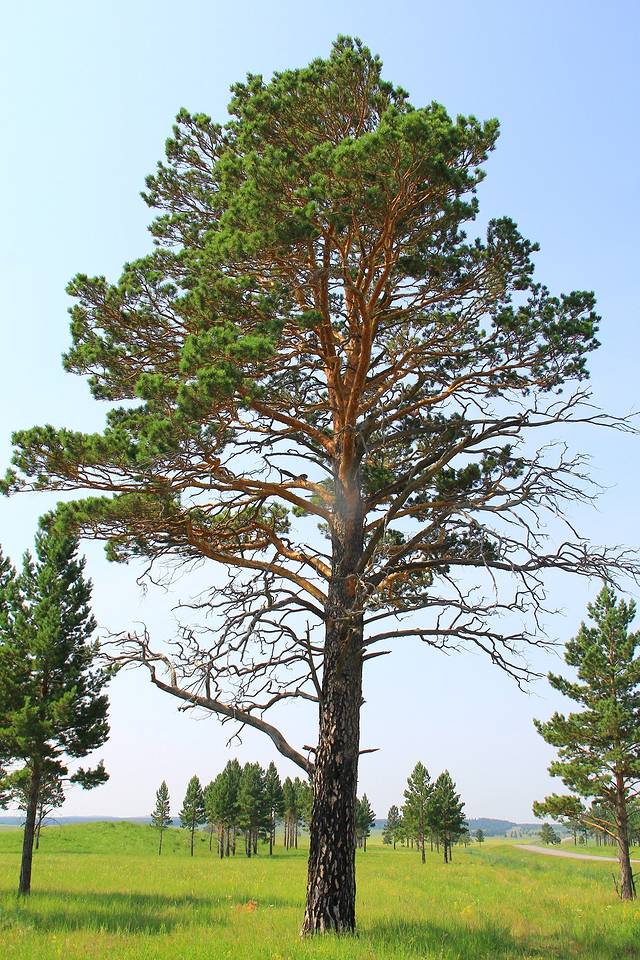樟子松的種植前景怎么樣？