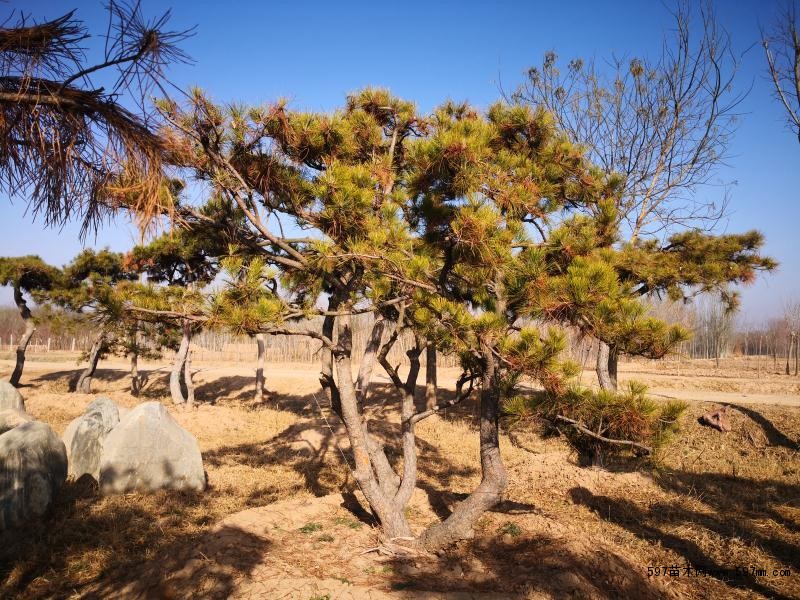 如何防止油松苗木挖取時(shí)不會(huì)受損？