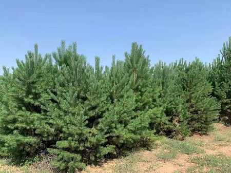 如何才能使造型油松盡早的開花呢？